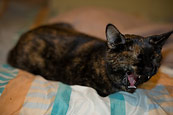 Sleepy Mixi (aka Torpedo Cat)